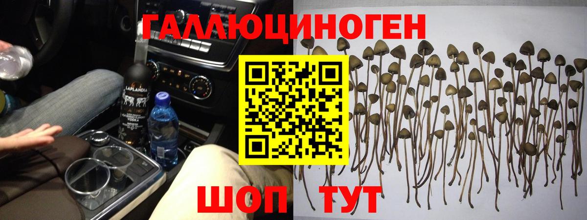 Псилоцибиновые грибы GOLDEN TEACHER Мичуринск